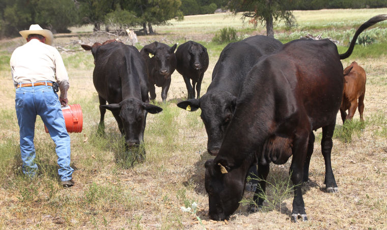 Feeding the Cattle